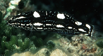  Coris bulbifrons (Doubleheader Coris Wrasse)